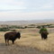 Bison on Sage Creek Rd ....Badlands SD
