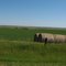 Row of bales on Sage Creek