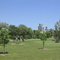 Park, Bison, SD