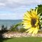Sunflower and Mackinaw Island