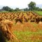 Wheat shocks