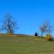 Hill Top Trees