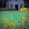 Abandoned behind the Goldenrod