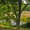 Twin Ponds Area in White Clay Creek State Park