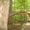 Unfortunate Tree-Trail 3