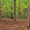 Tamanend Park