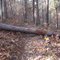 Hazards on the trail