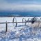Winter Farm ...11.24.10