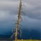 Solitary Tree in the Rain ...04.25.11