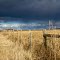 Fence Line ...12.05.12