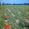 Tomato farming near New Mahoning, Fall 1970