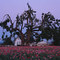 Flower farmer's home