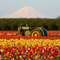 Mt Hood and a John Deer Tractor over the Wooden Shoe Tulip Fields Monitor Oregon