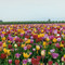 Tulip Field, Wooden Shoe Bulb Co