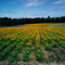 California Poppy Field near Mt Angel