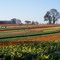 Wooden Shoe Tulip Farm - Woodburn, OR