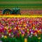 Wooden Shoe Tulip Field - Woodburn, Oregon
