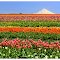 Wooden Shoe Tulip Farm and Mt Hood