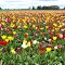 Wooden Shoe Tulip Festival, Woodburn, OR 2012