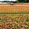 Wooden Shoe Tulip Farm