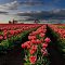 Evening at tulip field