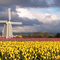 Wooden Shoe Tulip Fields 2 Woodburn Oregon