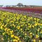 2008 Tulip Festival