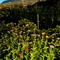 Flowers in the garden