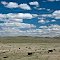 Grazing Land
