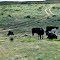 Cattle and Windmill