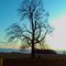 Lone Tulip Tree