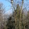 Summit Lookout Tower