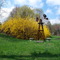 Yard Scene