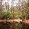 Bastrop State Park