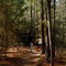 Lost Pines Trail in Bastrop State Park