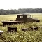 Buckwheat Field with Pollinators