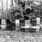 Apiary in Pennsylvania Forest