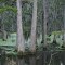 Yazoo City Swamp