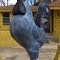 Yazoo City Rooster