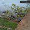 Tree that flew under the dock (2011 Tornado Outbreak)...