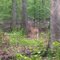 Lake Guntersville State Park - whitetail