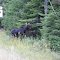 moose