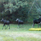 Moose Mom feeding Kids with Apple Trees