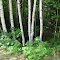 Rangeley Lake Birches