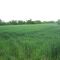 Winter Wheat