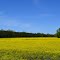 Field of Clover