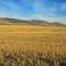 Harvested Wheat Field ...10.02.08*