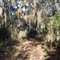 Spanish Moss Cathedral, Joe Johnston Trail