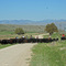 cattle drive, montana