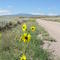 sunflowers in the Rockies